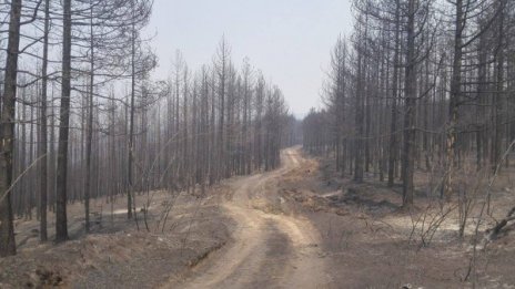 След огнената стихия в Кресна: Пустош и пепел