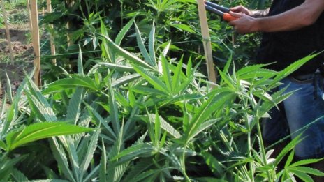 Над 1000 дка са засети легално с канабис у нас