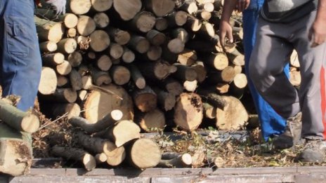 Промоция: Левче за кубик дърва, нападнати от корояд
