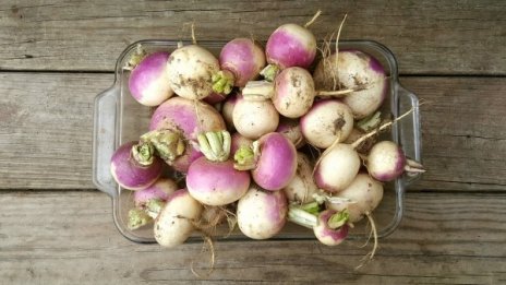 5 ползи за здравето от консумацията на ряпа 