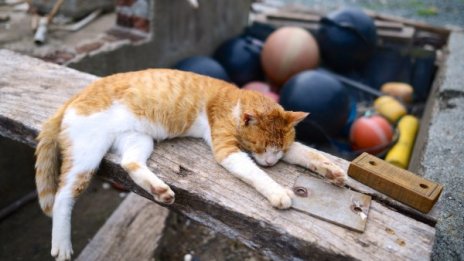Антинобелите: Котките течни ли са и растат ли ушите?