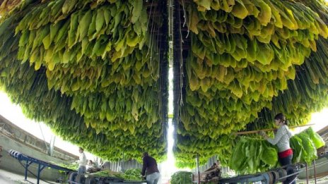 Средната цена на кутия цигари в България –  4,92 лева 