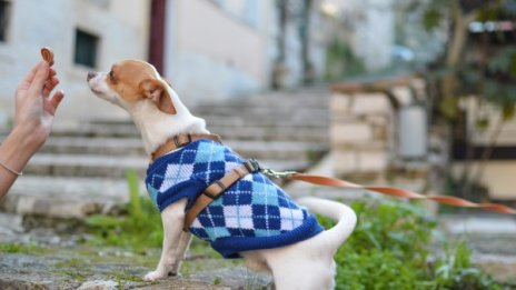 7 неща, които са вредни за домашните любимци
