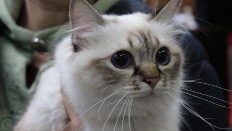 Котката е проклета? Пратете я да работи!