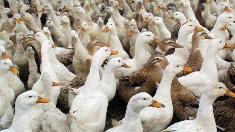 Откриха огнище на птичи грип в Добричко