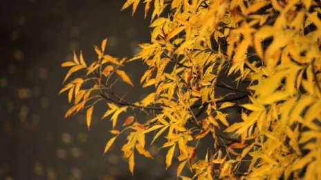 Топла есен и утре, градусите ще стигнат 25