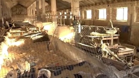 Кучкарникът на ужасите: Бизнес за стотици хиляди извън закона