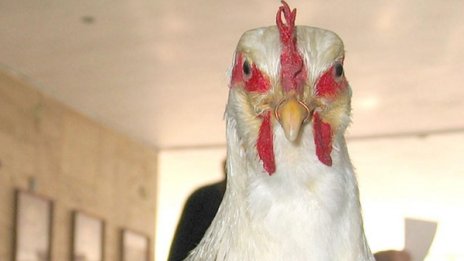 Откриха огнище на птичи грип в Хасковско