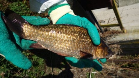Златна и сребърна каракуда заплува във водите на Искър