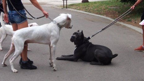 Зловещо от Перник &ndash; протест с мъртви кучета пред общината