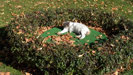 Петъкът с повече слънце, градусите до 15