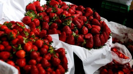 Ягодоберач в Испания – ?40 на ден, 39 часа седмично