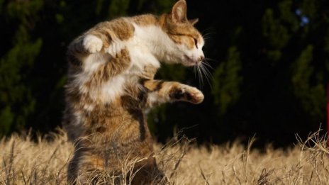 Котки и карате? Какво можем да научим от животните?
