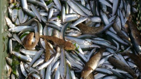 БАБХ съветва: Прясната риба е с малко слуз, бистри очи...