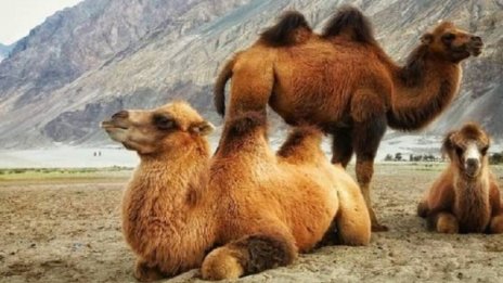 Животинските видове, които скоро ще изчезнат 