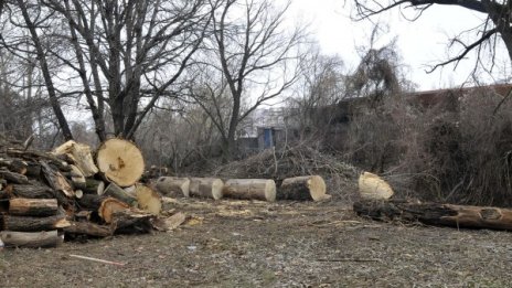 За 2017 г.: Задържани са над 20 000 куб. м незаконна дървесина