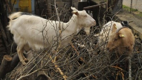 Вълци нападат домашните животни в Ардинско