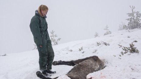 Конете &ndash; 70 мъртви, субсидията &ndash; ?10 000, глобата &ndash; 4 бона