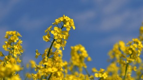 Слънце, дъжд, бури... Месец май ще ни донесе и жега до 34 градуса