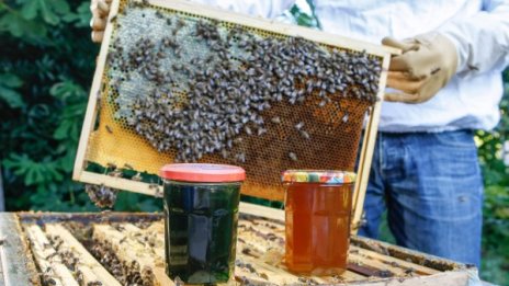 Безкрайните ползи от меда &ndash; ефикасен е и за астма