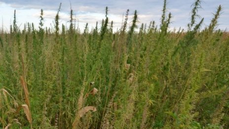 Френски митничари спипаха 400 кг канабис в BG камион