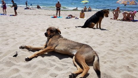 Бездомни песове на плаж. На метри от тях &ndash; децата