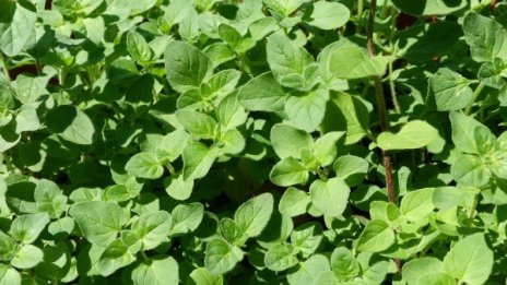 За какво е полезна майораната?