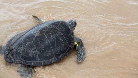 Морски костенурки все по-често хапят плувци във водите край гръцкия остров Крит