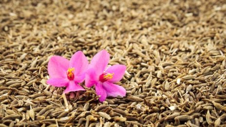 Вода с кимион &ndash; за отслабване и силен имунитет