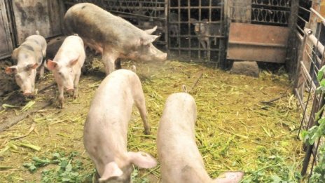 Заради чумата убиват всички прасета  в село Тутраканци
