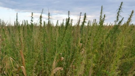 Кюстендилски полицаи ожънаха нива с канабис 