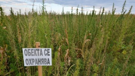 Откриха и унищожиха 1338 кг канабис в Петрич