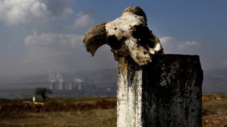 WWF: 60% от животните изчезнали за последните 44 г.!