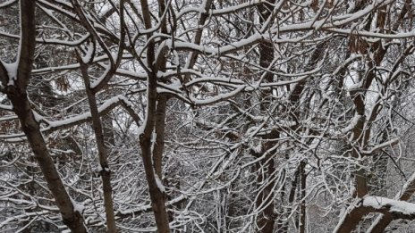 Дъждовно-снежна неделя, валежите се усилват вечерта