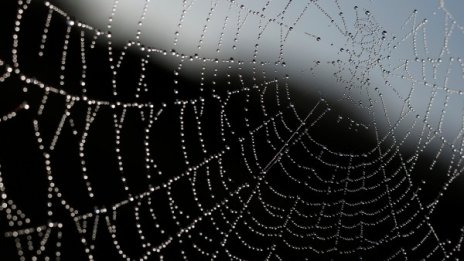 Учени разгадаха тайната на паяжината