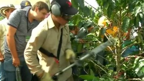 Недостиг на берачи на кафе в Колумбия. Ето как решават проблема...