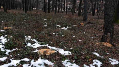 Двама изчезнаха в гора до поморийско село