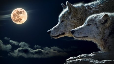 Индиански хороскоп: Кое животно си според датата на раждане?