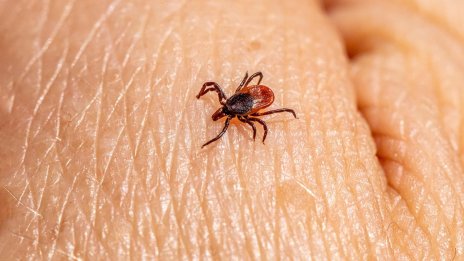 В България има ръст на заболяванията, предавани от кърлежи и комари