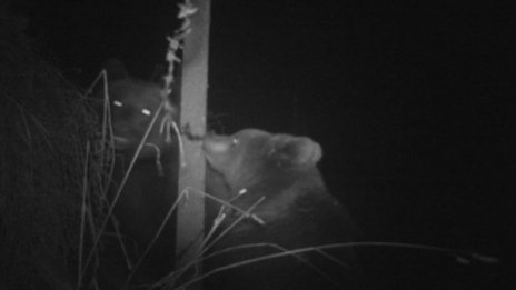 Заснеха мечка и малкото й след сигнал за нападнати кошери