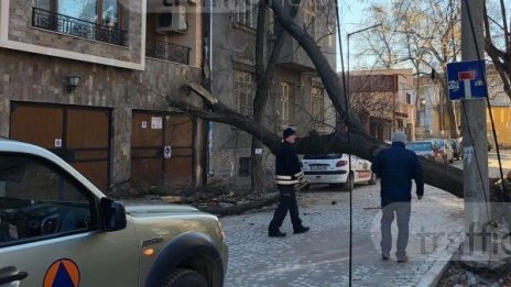Дърво падна върху жилищен блок в центъра на Пловдив