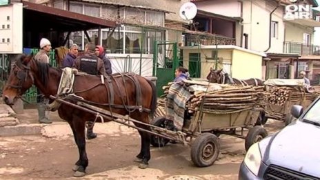 Ромски набези: Над 15 акта за незаконна сеч в Странджа