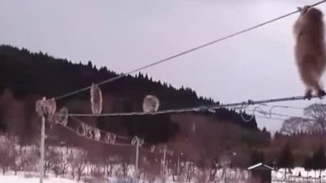 Маймуни – акробати: Умело се придвижват по заледена жица!