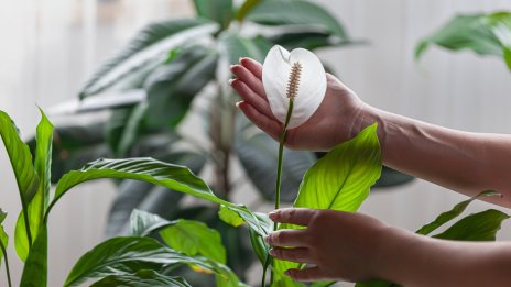 6 растения за положителна енергия в дома