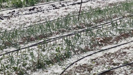 Градушка като орех удари севлиевски села, около Разград са без ток