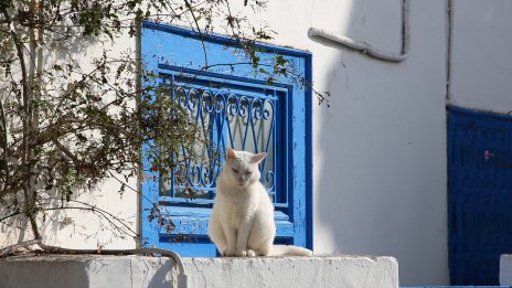Какво символизира срещата с бяла котка?