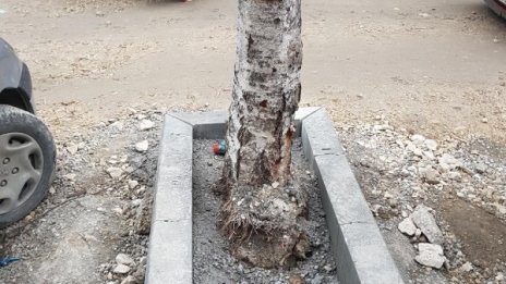 Гледка: Работници бетонираха дърво във Варна!?