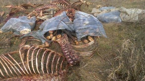 Кърваво зрелище... скелети на коне край Брезово
