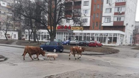 Тримата от запаса – бик, прасе и крава на разходка по булеварди