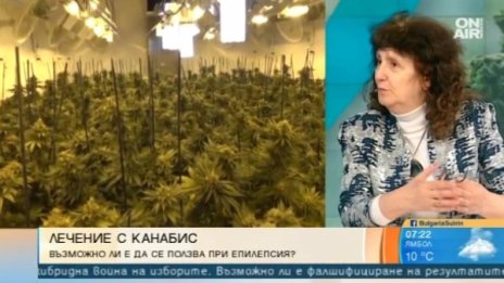 Канабис в медицината срещу епилепсия – възможно ли е това у нас?